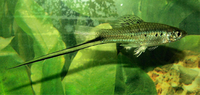 Xiphophorus montezumae